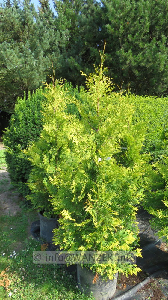 Thuja occidentalis Europe Gold 03 -2m.JPG